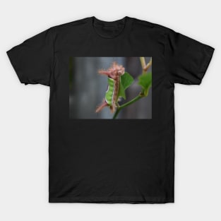 Saddleback caterpillar T-Shirt